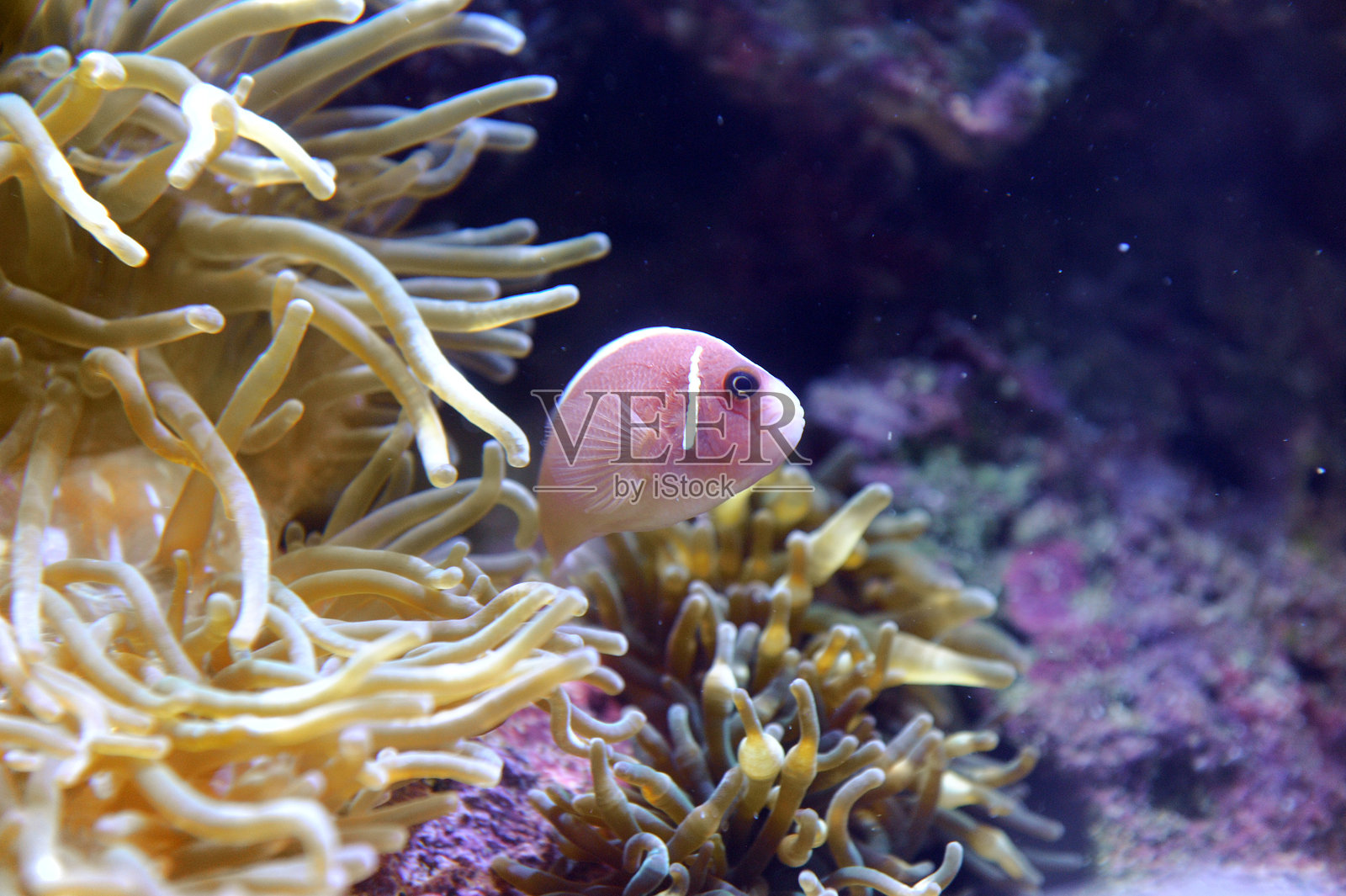 色彩鲜艳的热带鱼礁石特写照片摄影图片