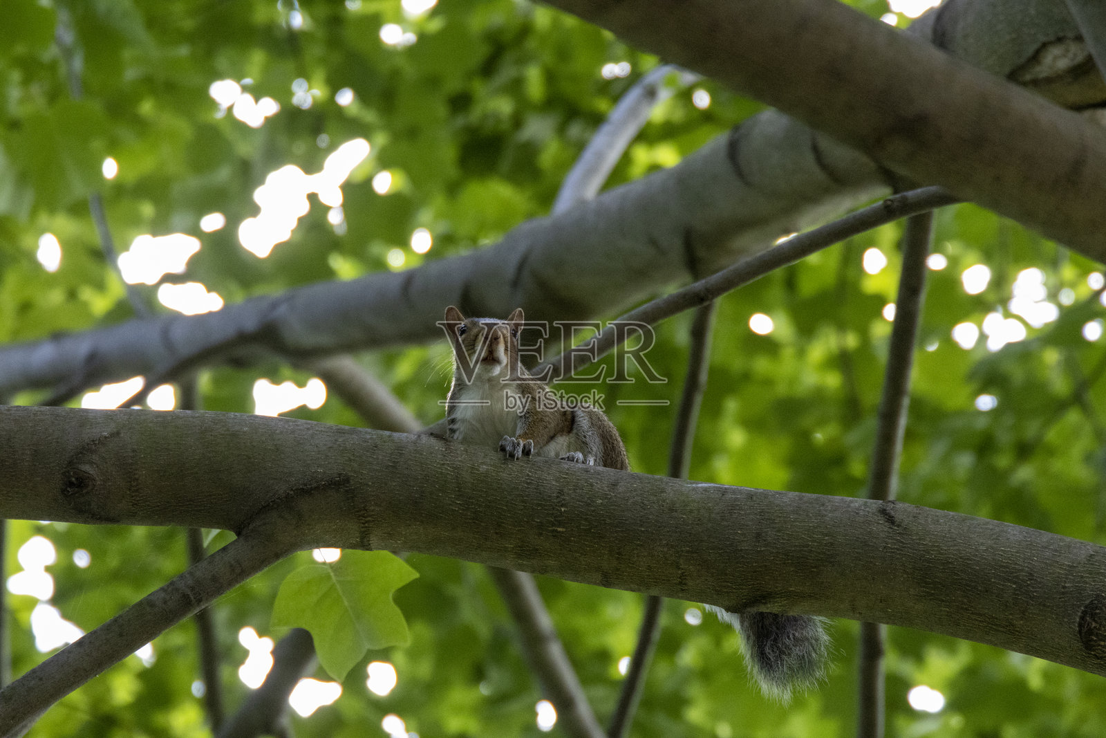 一只松鼠坐在树枝上，享受着零食，树下是纽约市生机勃勃的绿叶。照片摄影图片