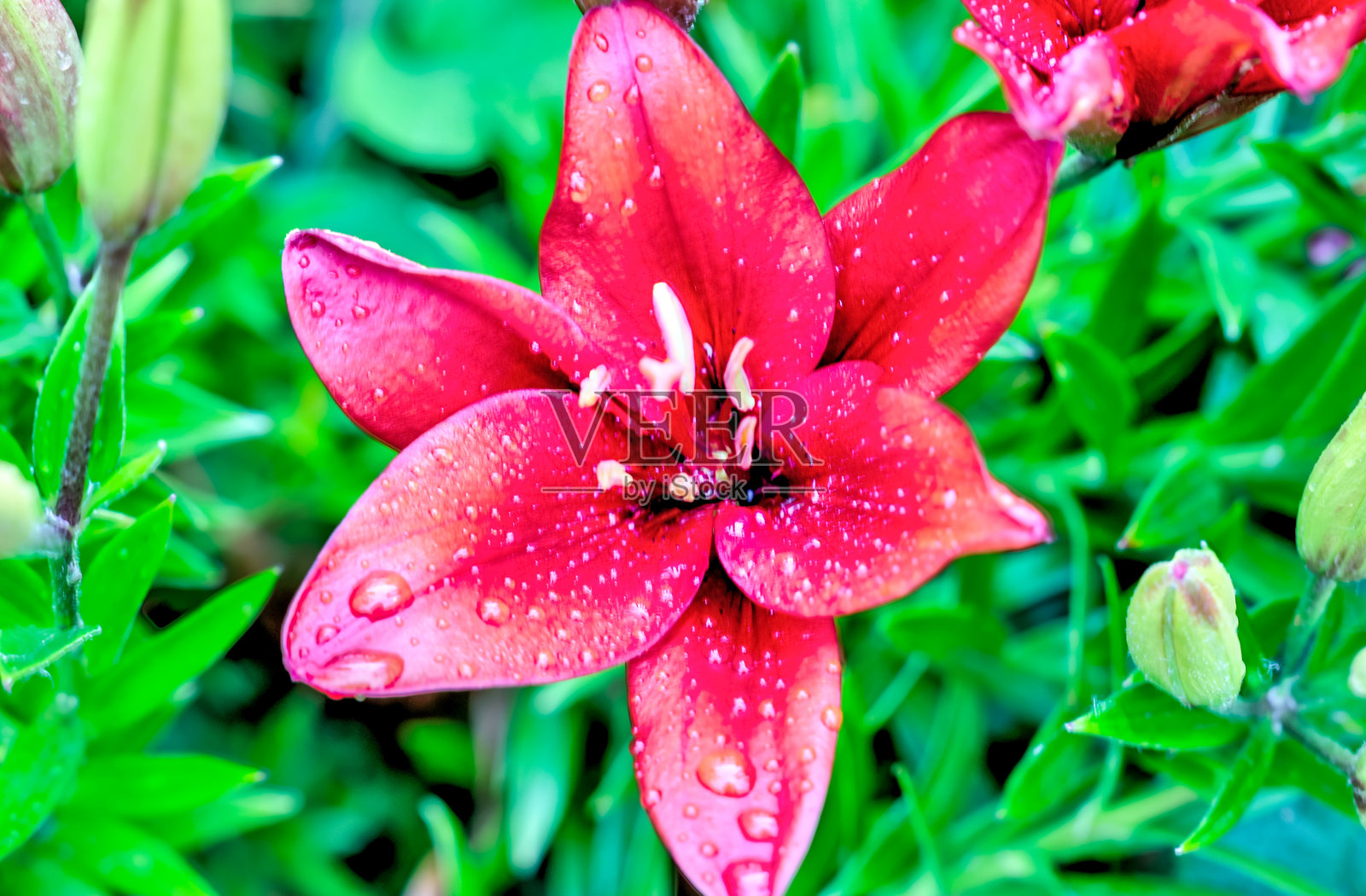 冰岛阿库雷里的公共植物园中花朵的特写镜头照片摄影图片