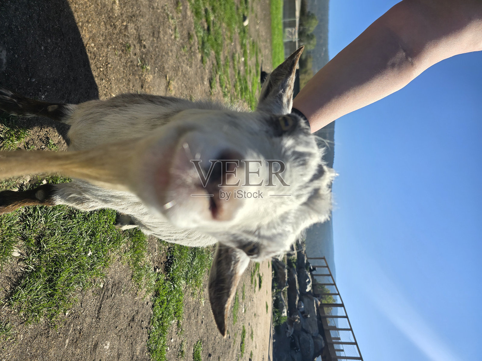 微笑的山羊照片摄影图片