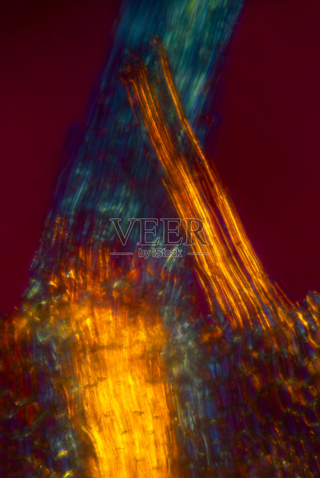 泥炭藓叶的抽象显微照片（偏振光）照片摄影图片