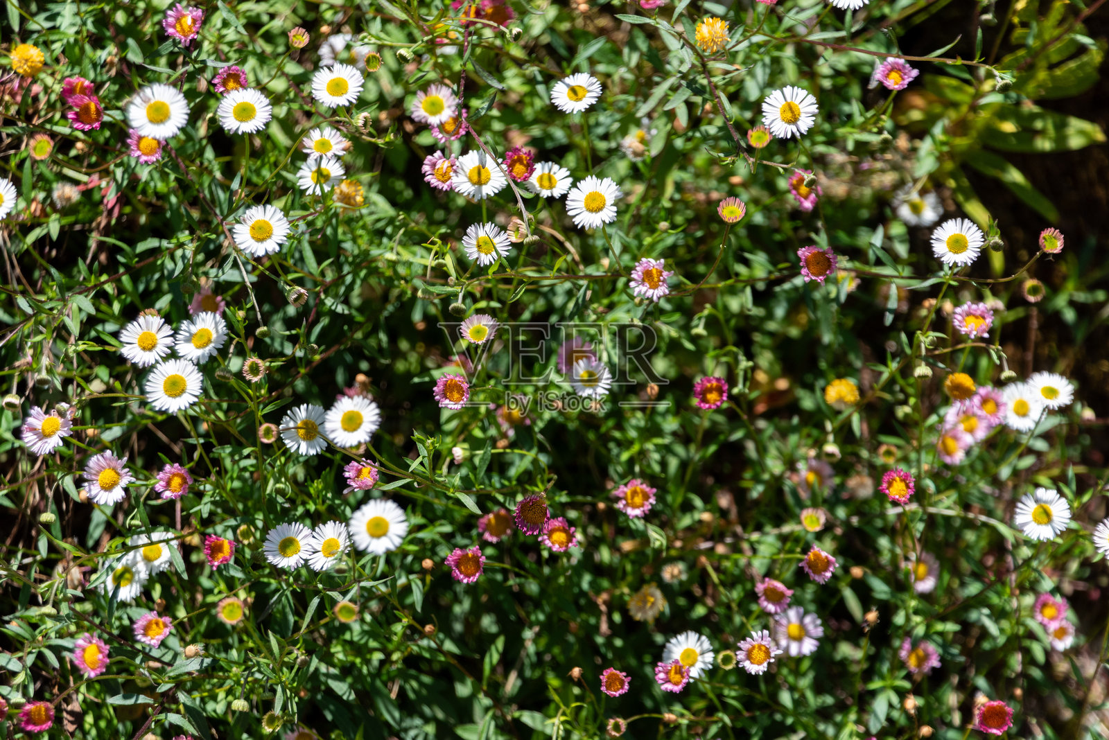 在葡萄牙佩内达-热雷斯国家公园中的墨西哥跳蚤菊灌木照片摄影图片