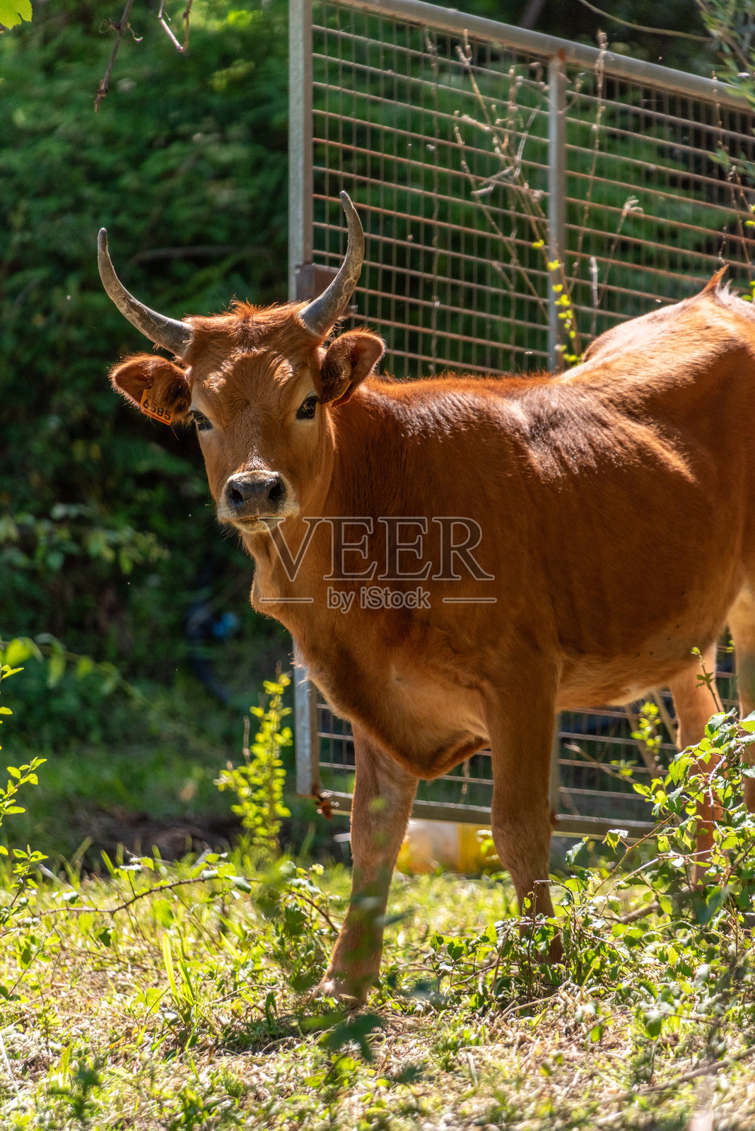 一只拥有美丽角的小公牛，位于葡萄牙的里奥卡尔多村。照片摄影图片