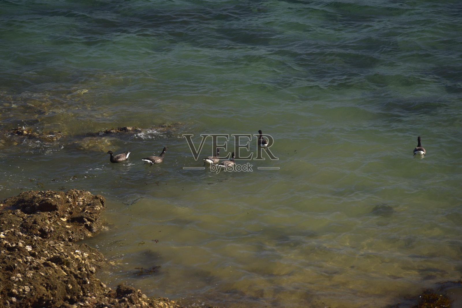 迪纳尔的鹅照片摄影图片