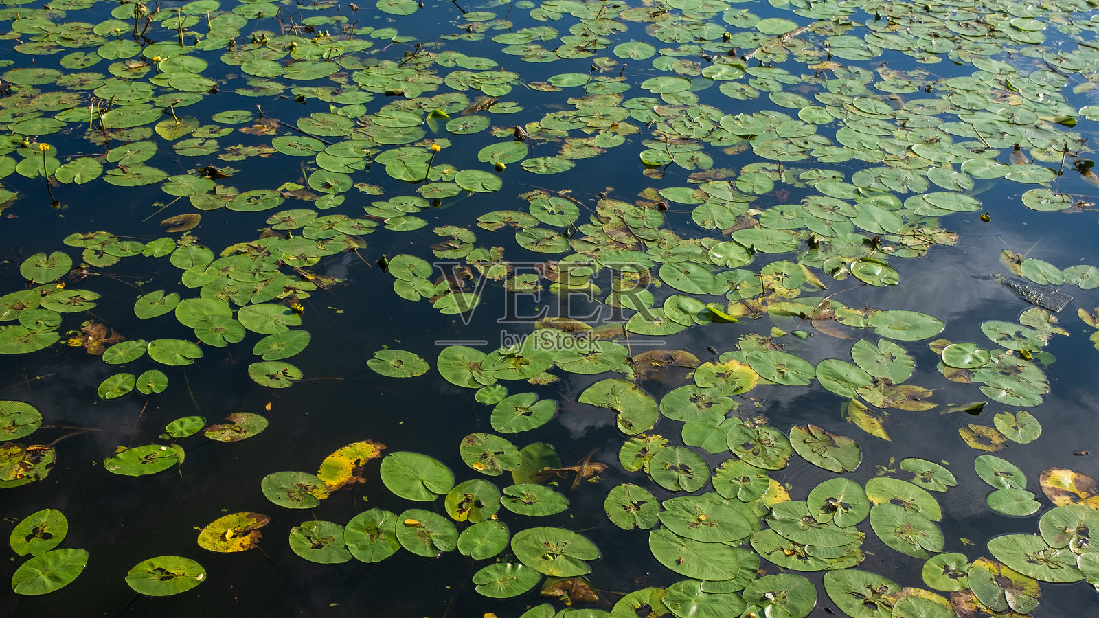 水面上覆盖着许多绿色的睡莲叶，其中一些上开着小黄花。照片摄影图片