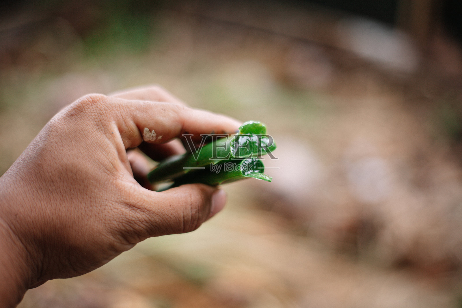 手中握着芦荟照片摄影图片