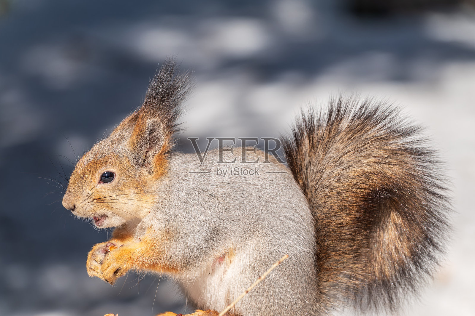 冬天的松鼠坐在白雪上。照片摄影图片