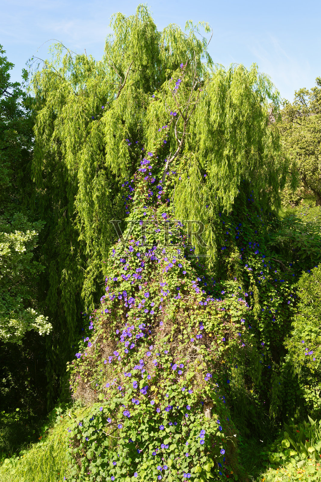 开普敦 - 大康斯坦提亚照片摄影图片