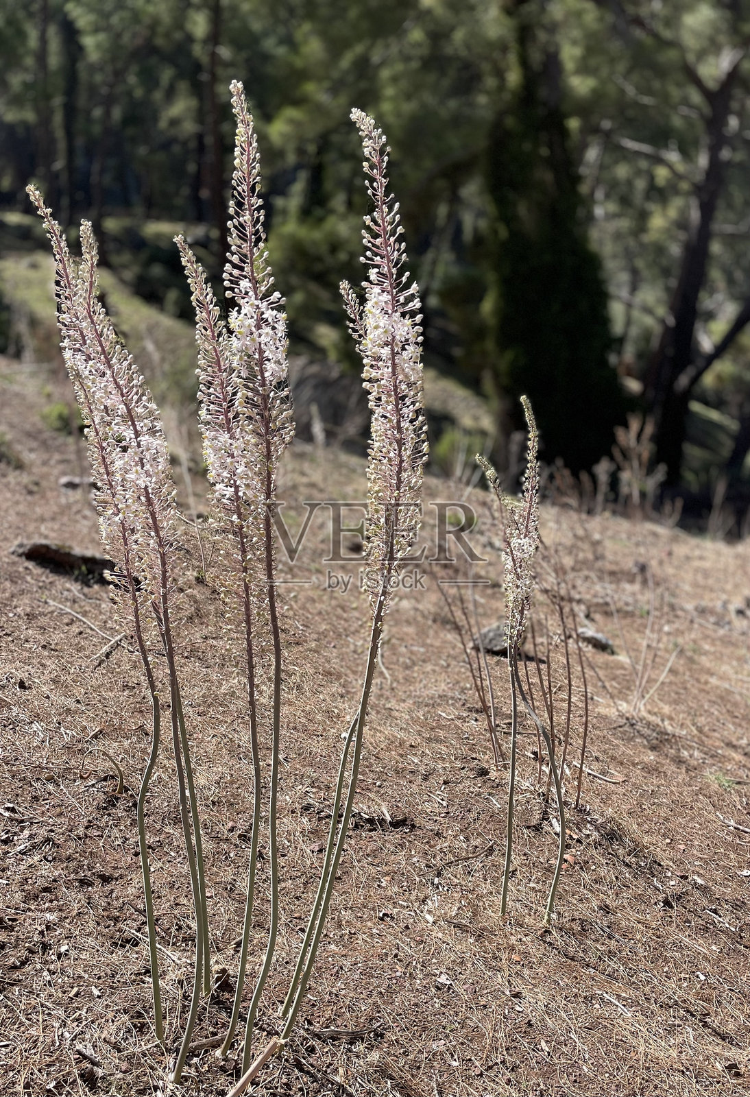 森林花卉照片摄影图片