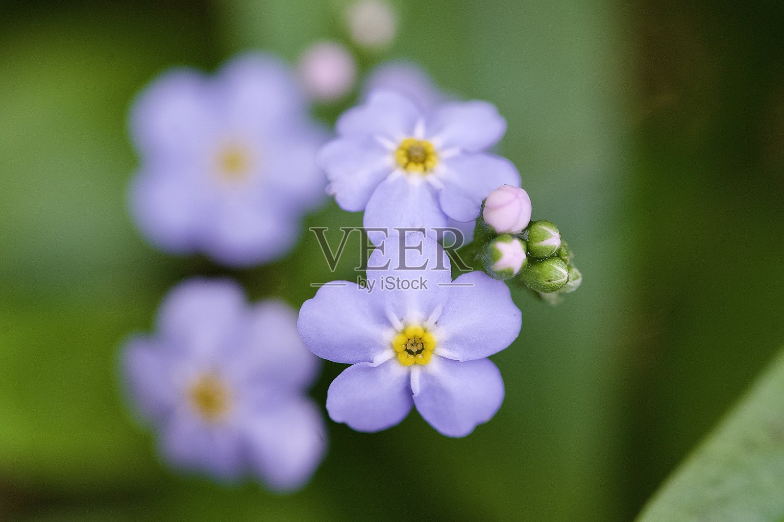 紫色和黄色的勿忘我花照片摄影图片