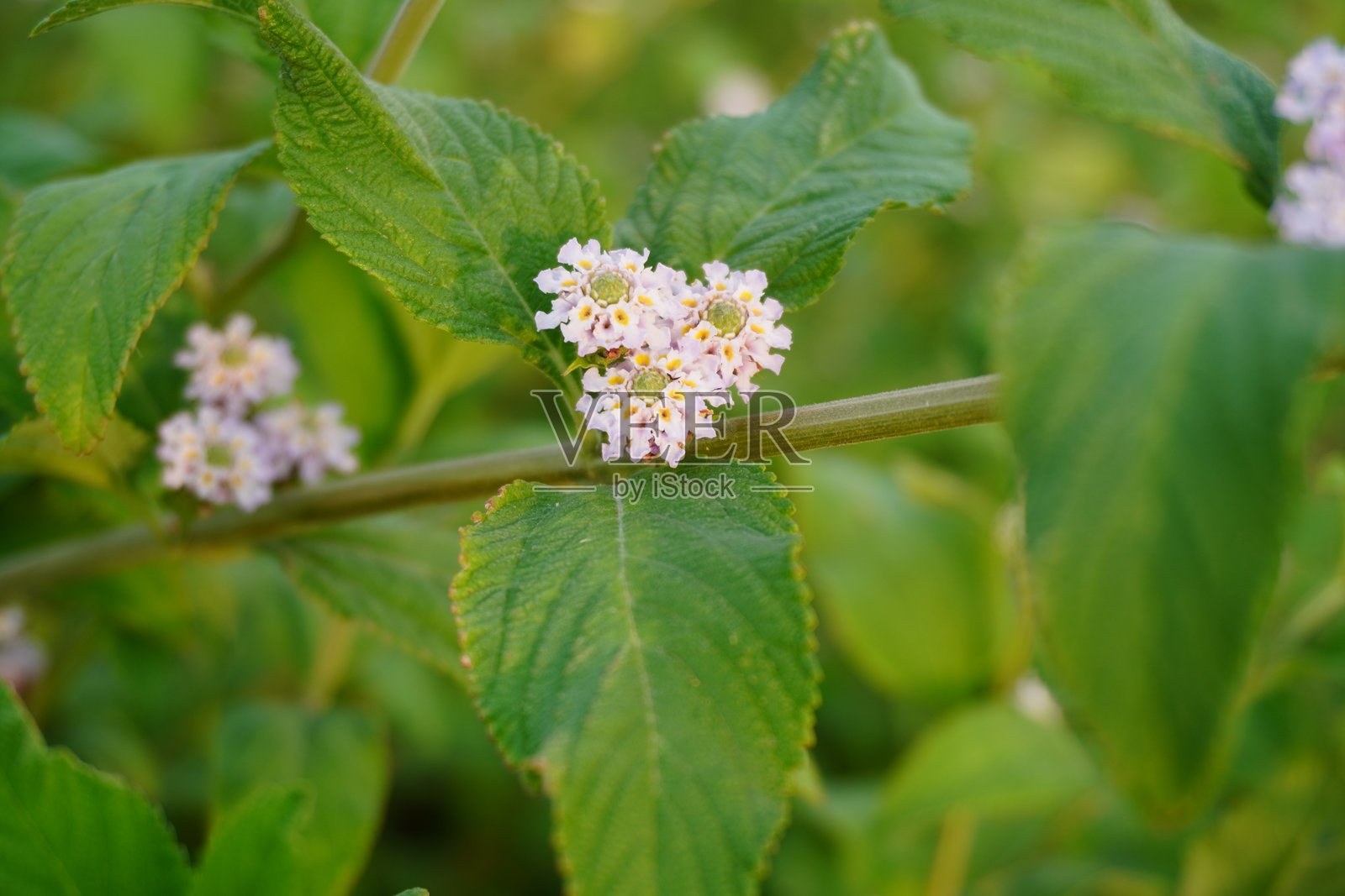 Lippia alba照片摄影图片