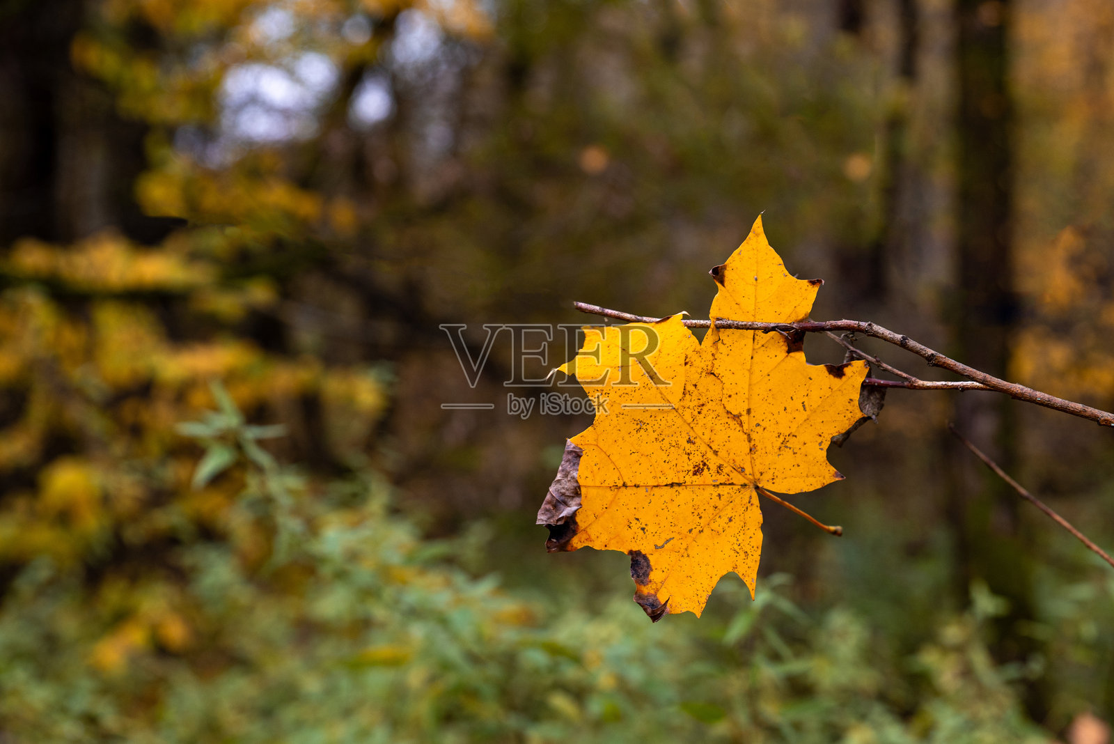秋天的黄色叶子在树枝上。季节的变化。背景照片摄影图片