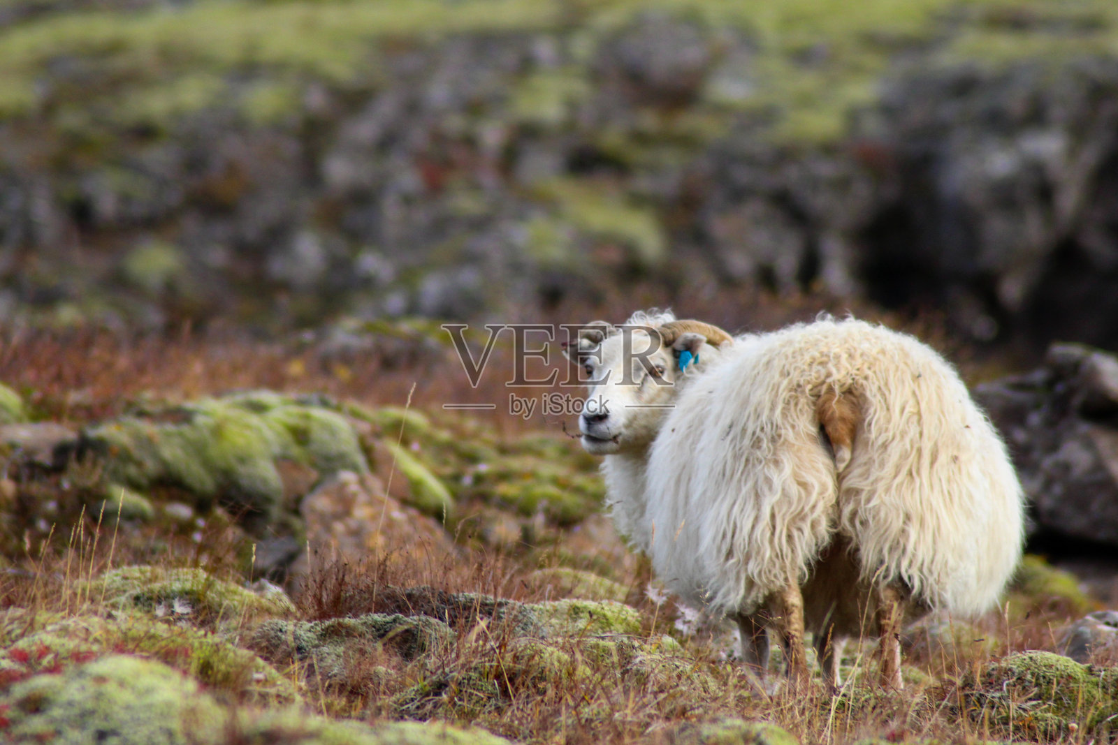 冰岛的羊照片摄影图片