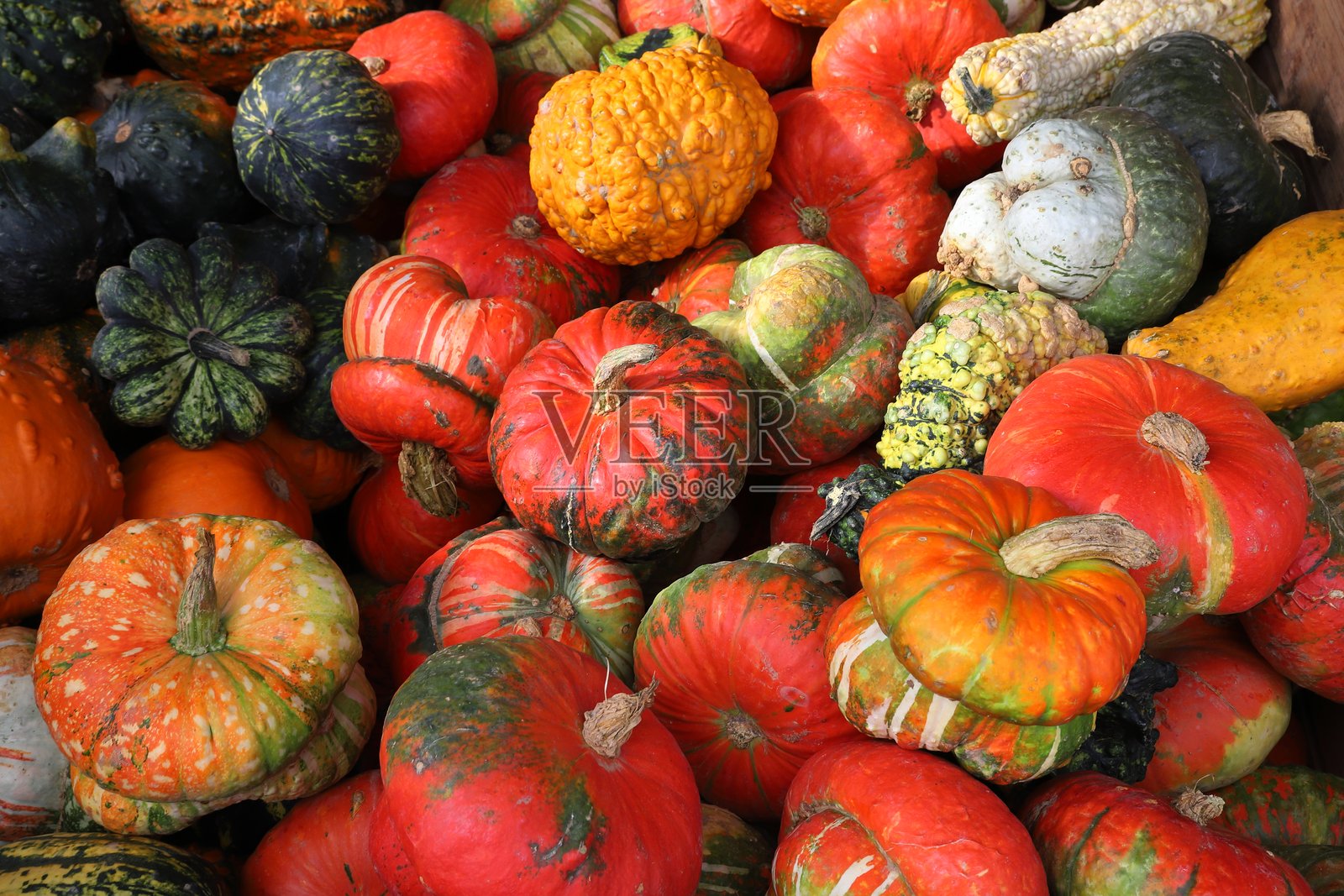 各种南瓜照片摄影图片