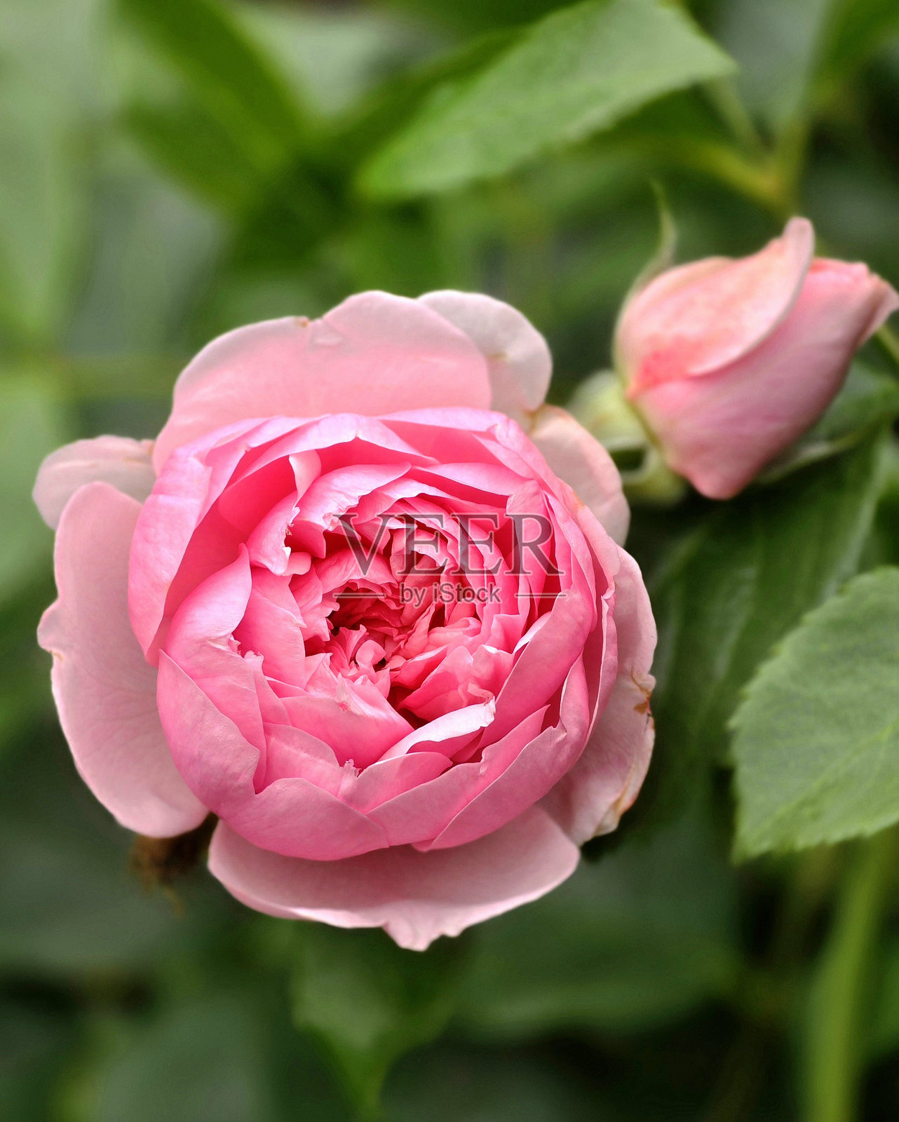 温哥华斯坦利公园海堤公共公园和休息区中不断变化的花卉和植物照片摄影图片