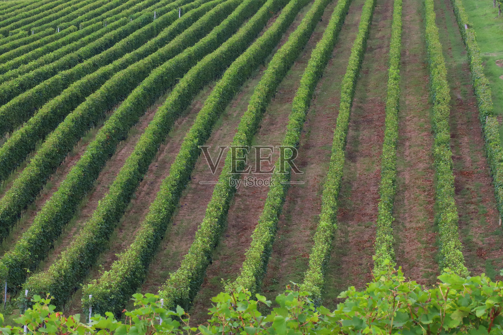 朗格，葡萄园和一串串葡萄照片摄影图片