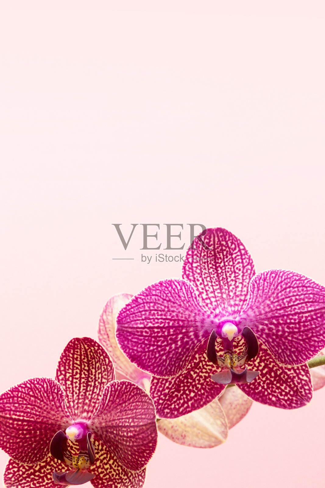 粉色背景前的兰花。照片摄影图片