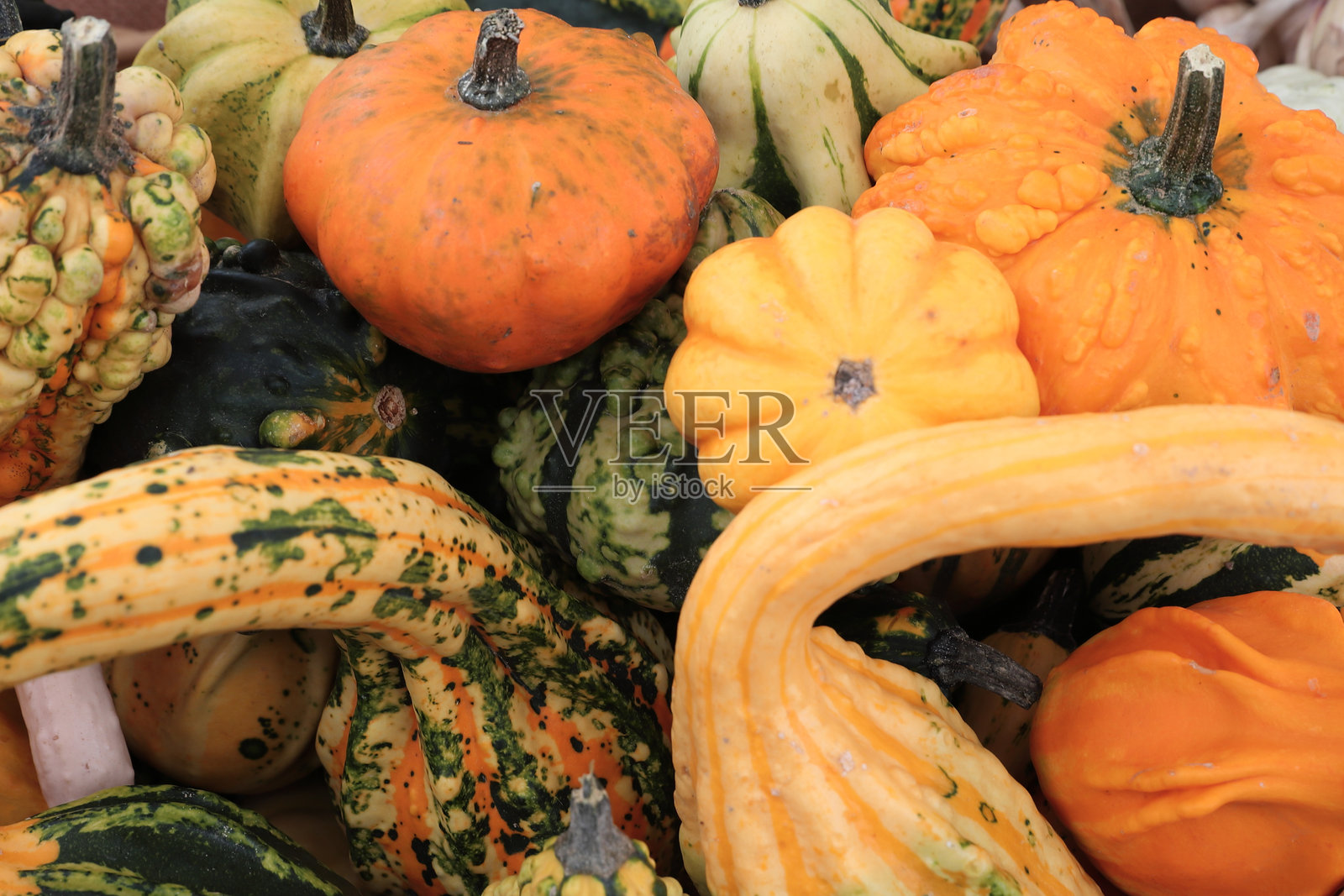 各种南瓜照片摄影图片