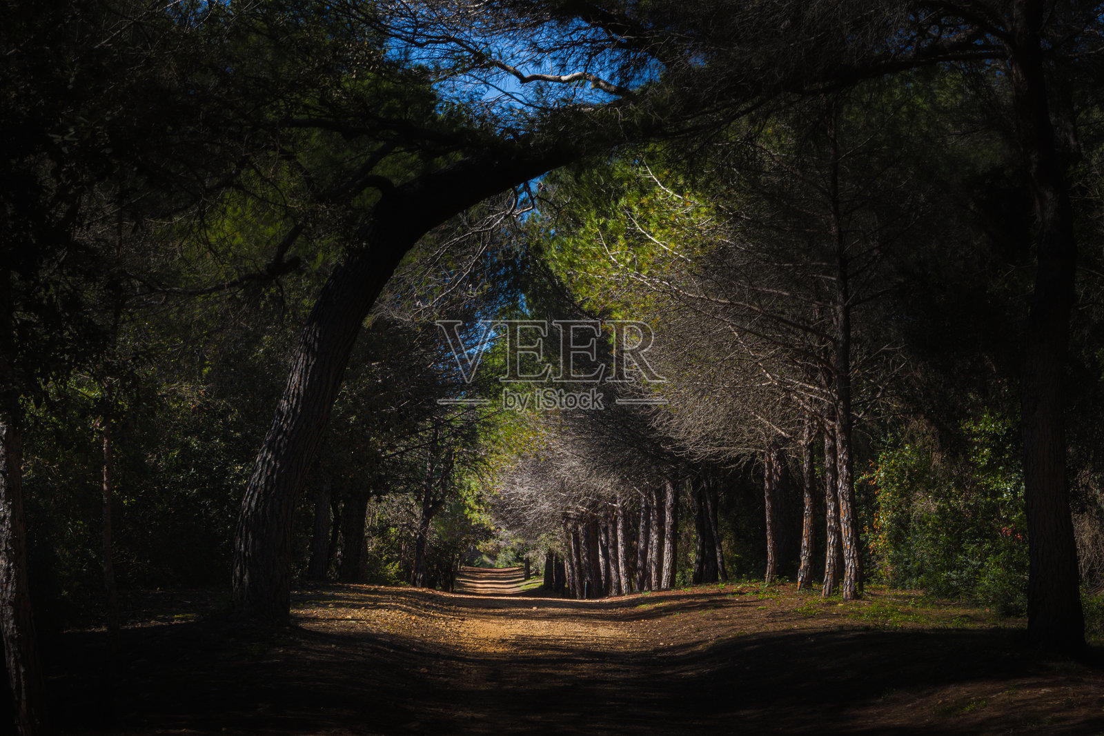 位于戛纳海岸的圣玛格丽特岛森林照片摄影图片