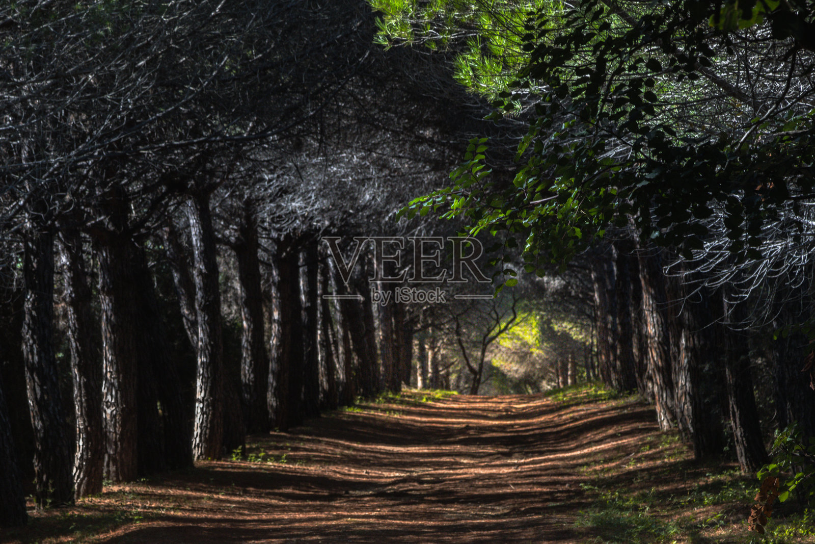 位于戛纳海岸的圣玛格丽特岛森林照片摄影图片