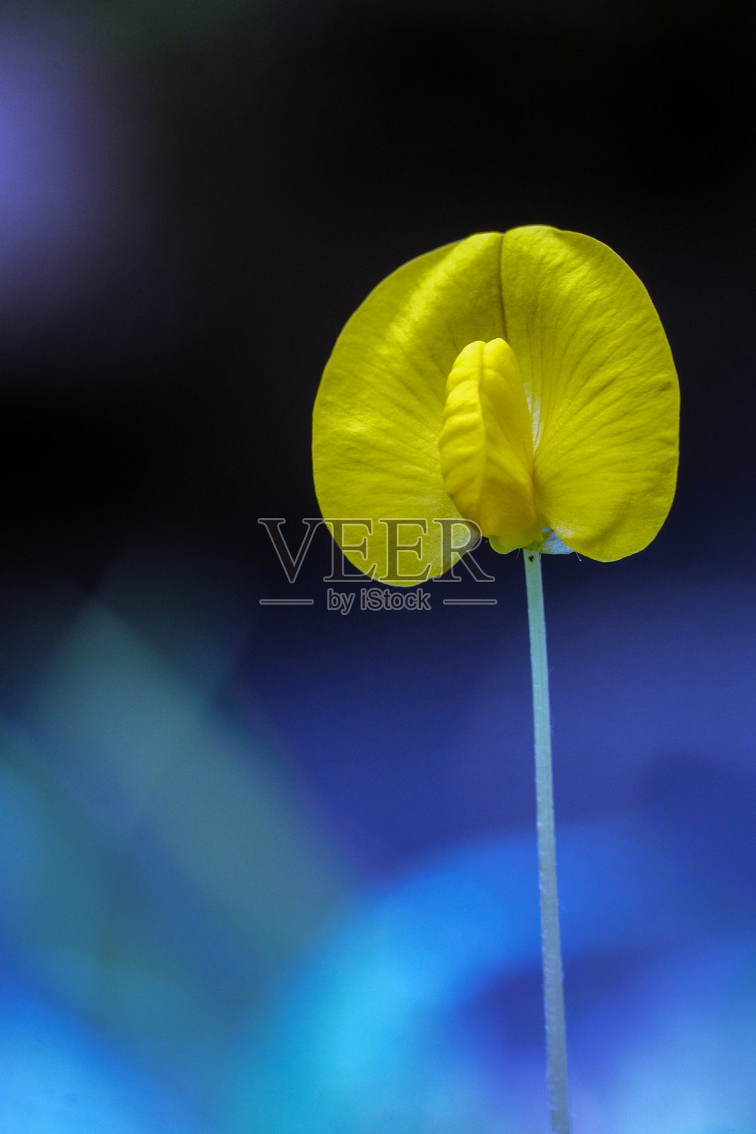 迷人的蓝光背景下的耀眼花生照片摄影图片