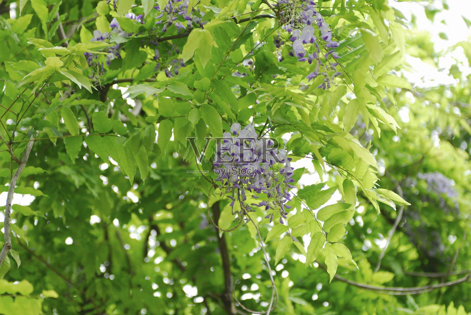 紫藤照片摄影图片