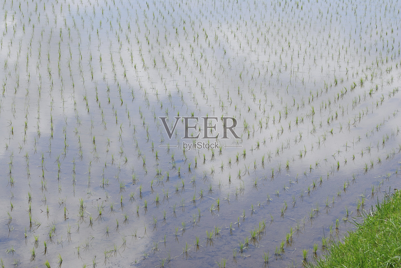 稻田照片摄影图片