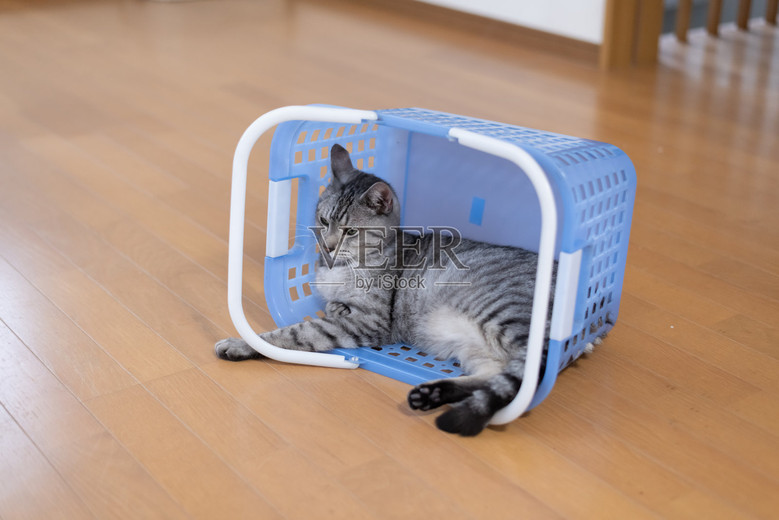 猫在笼子里放松照片摄影图片