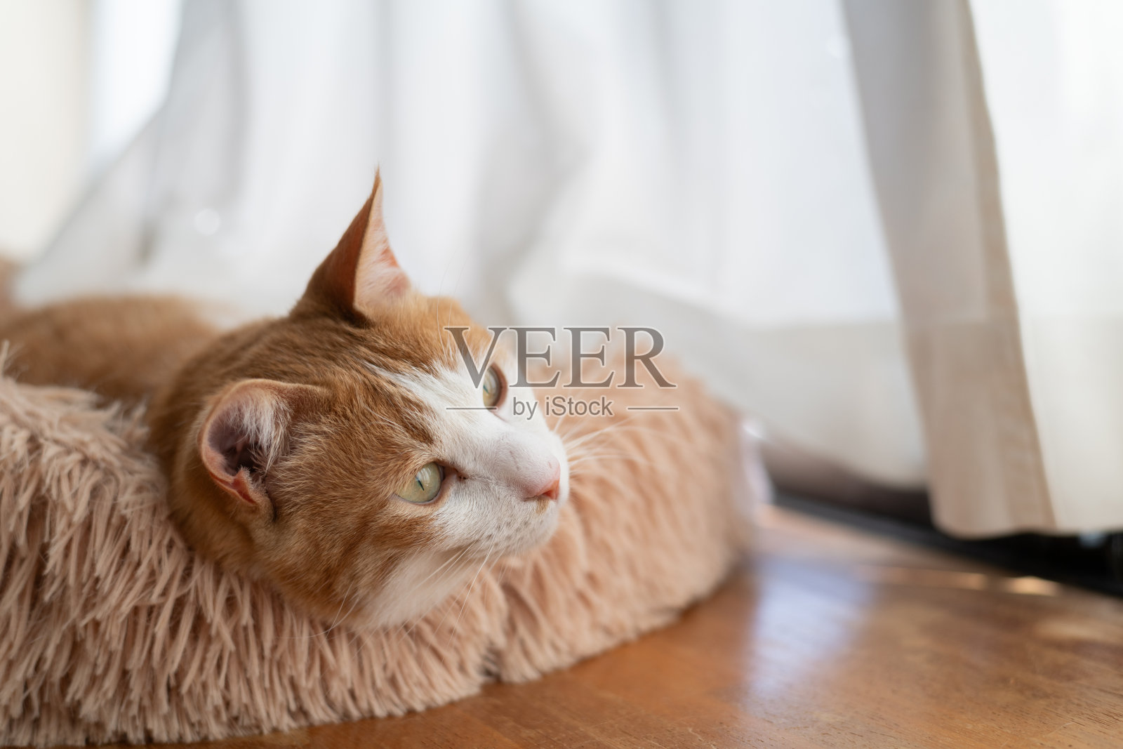 猫在窗边放松。照片摄影图片