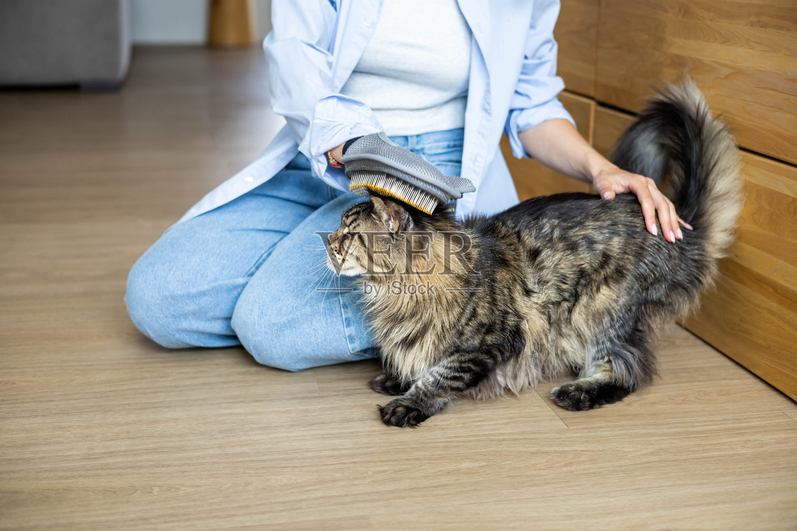 女性在地板上用刷子为缅因猫梳理毛发，照顾宠物。照片摄影图片