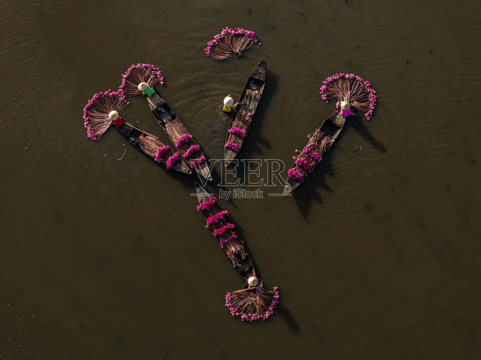 在龙安的莫华田野中，漂浮季节采摘睡莲。照片摄影图片