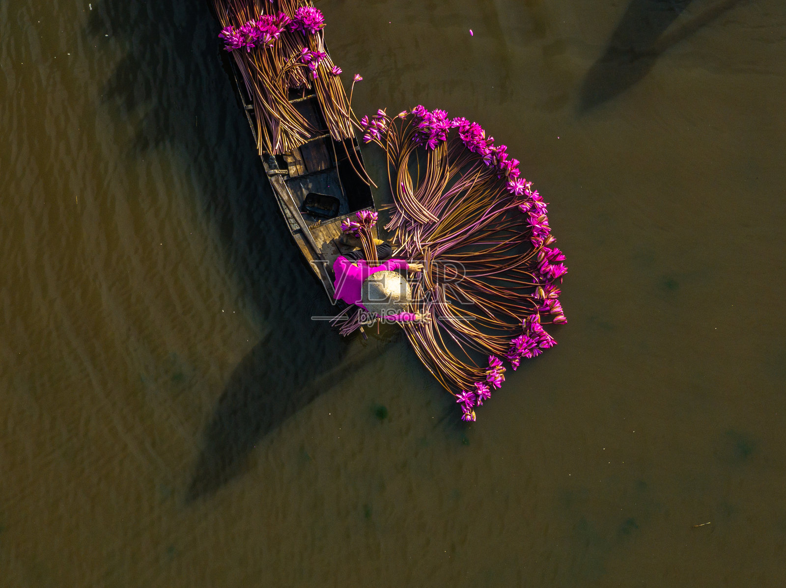 在龙安的莫华田野中，漂浮季节采摘睡莲。照片摄影图片