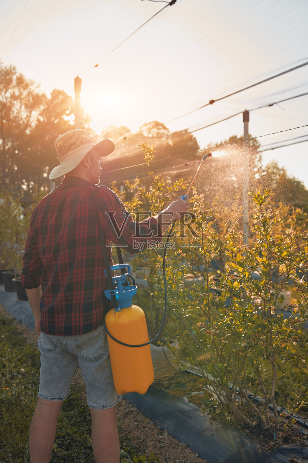 农民在春季开花后在蓝莓农场户外使用杀虫剂、杀菌剂和除草剂喷雾器照片摄影图片