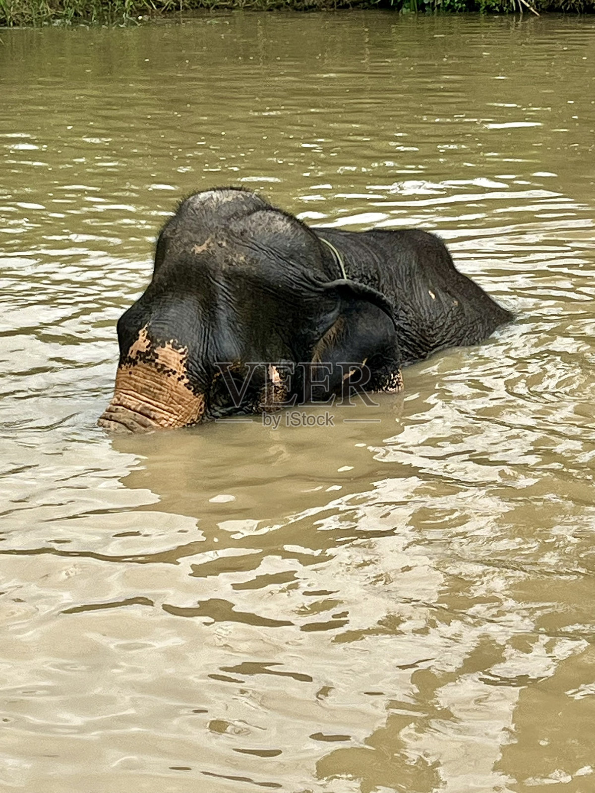泰国大象救援中心：致力于拯救受困大象，照顾它们并使其重获生活乐趣的避难所。照片摄影图片