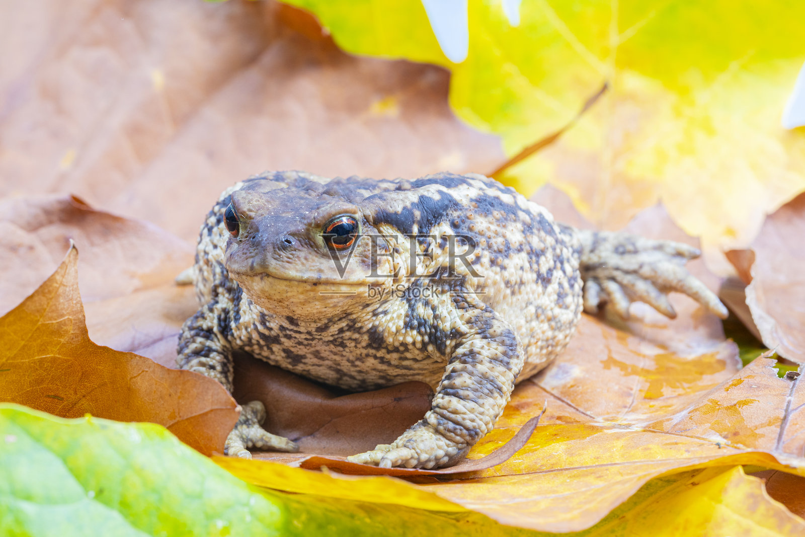 癞蛤蟆照片摄影图片