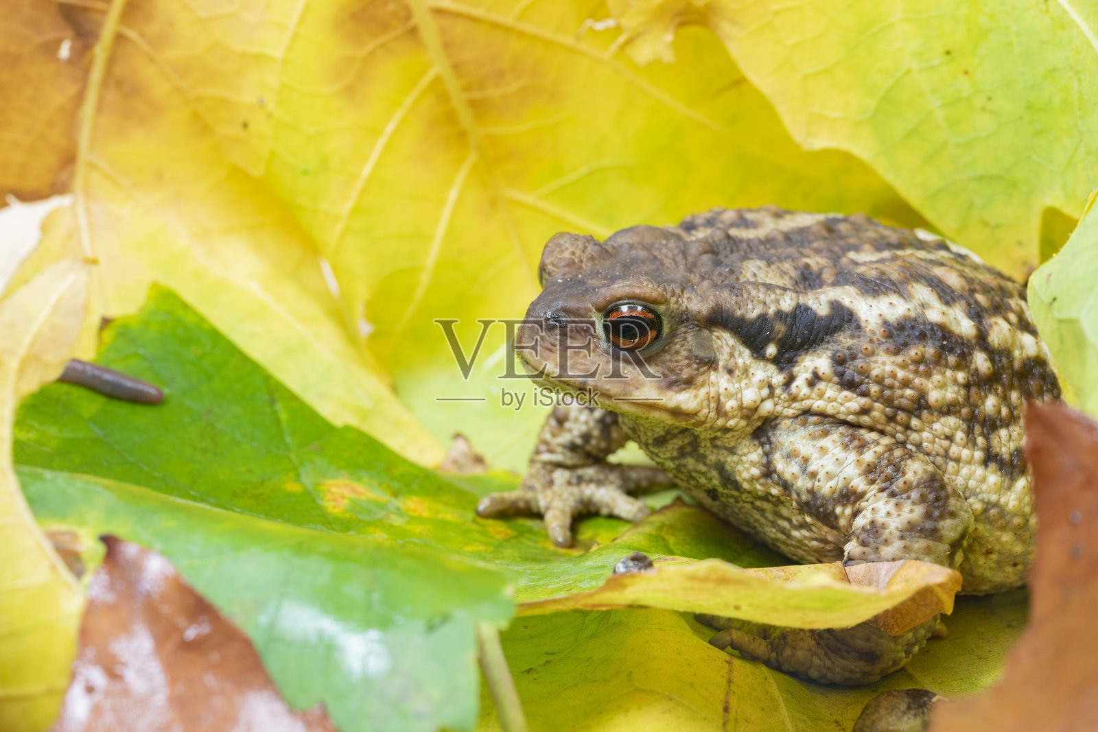 癞蛤蟆照片摄影图片