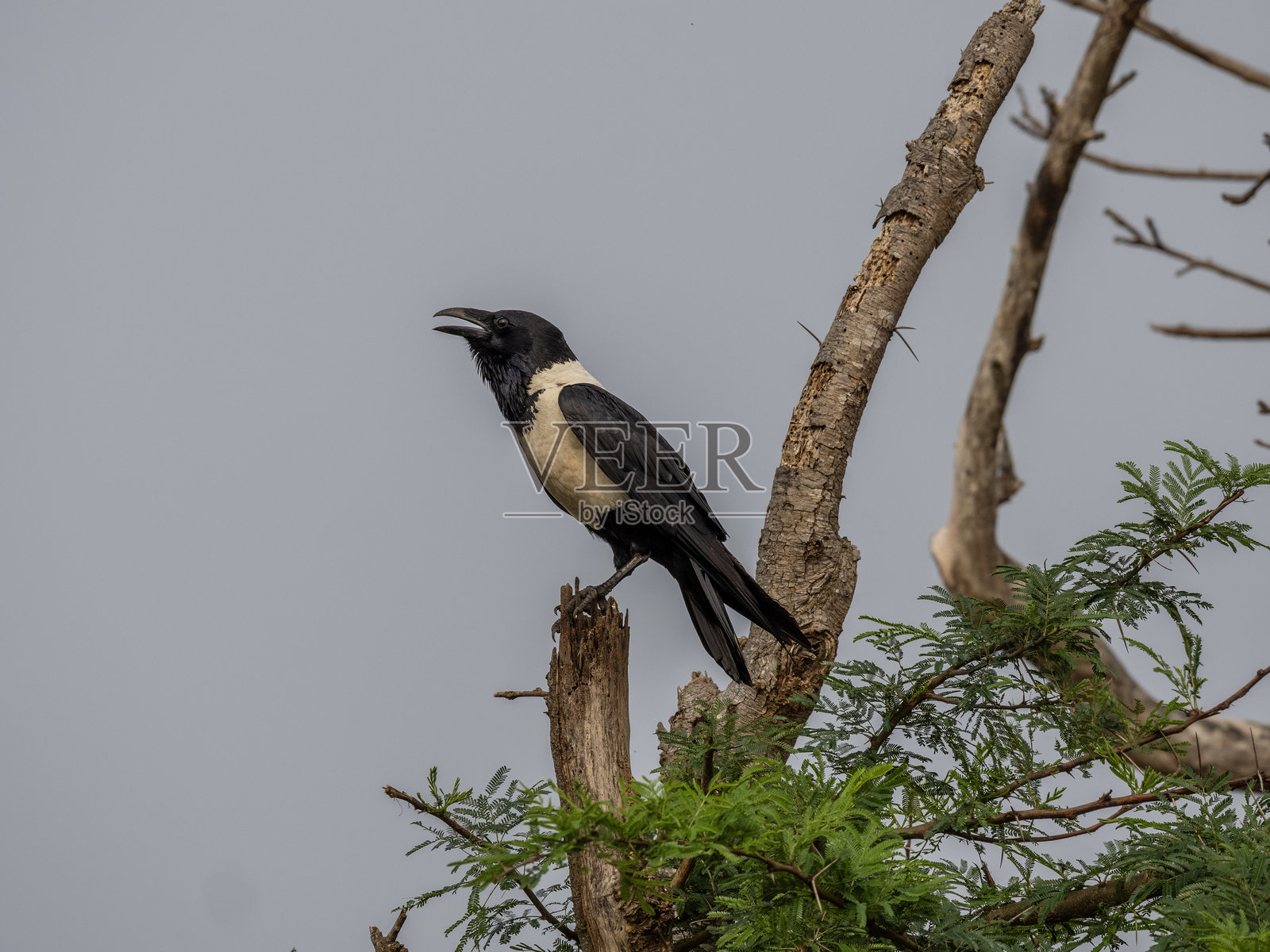 布莱德河峡谷自然保护区 - 上帝之窗照片摄影图片