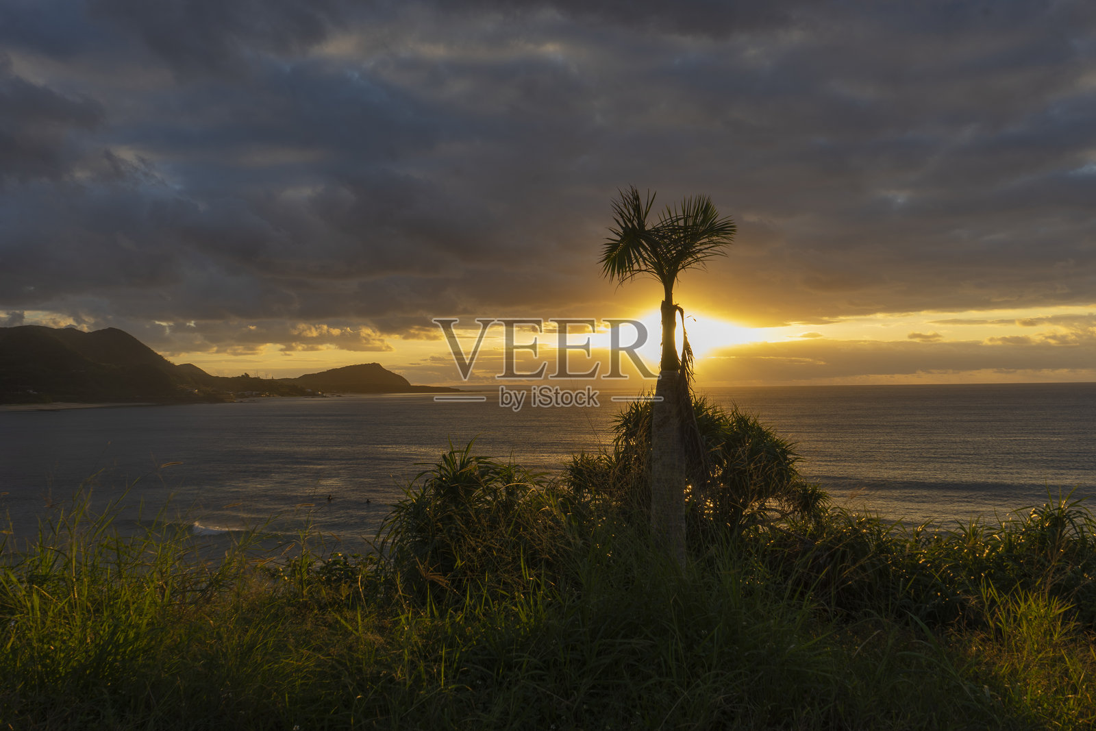 早晨的阳光和一棵棕榈树照片摄影图片