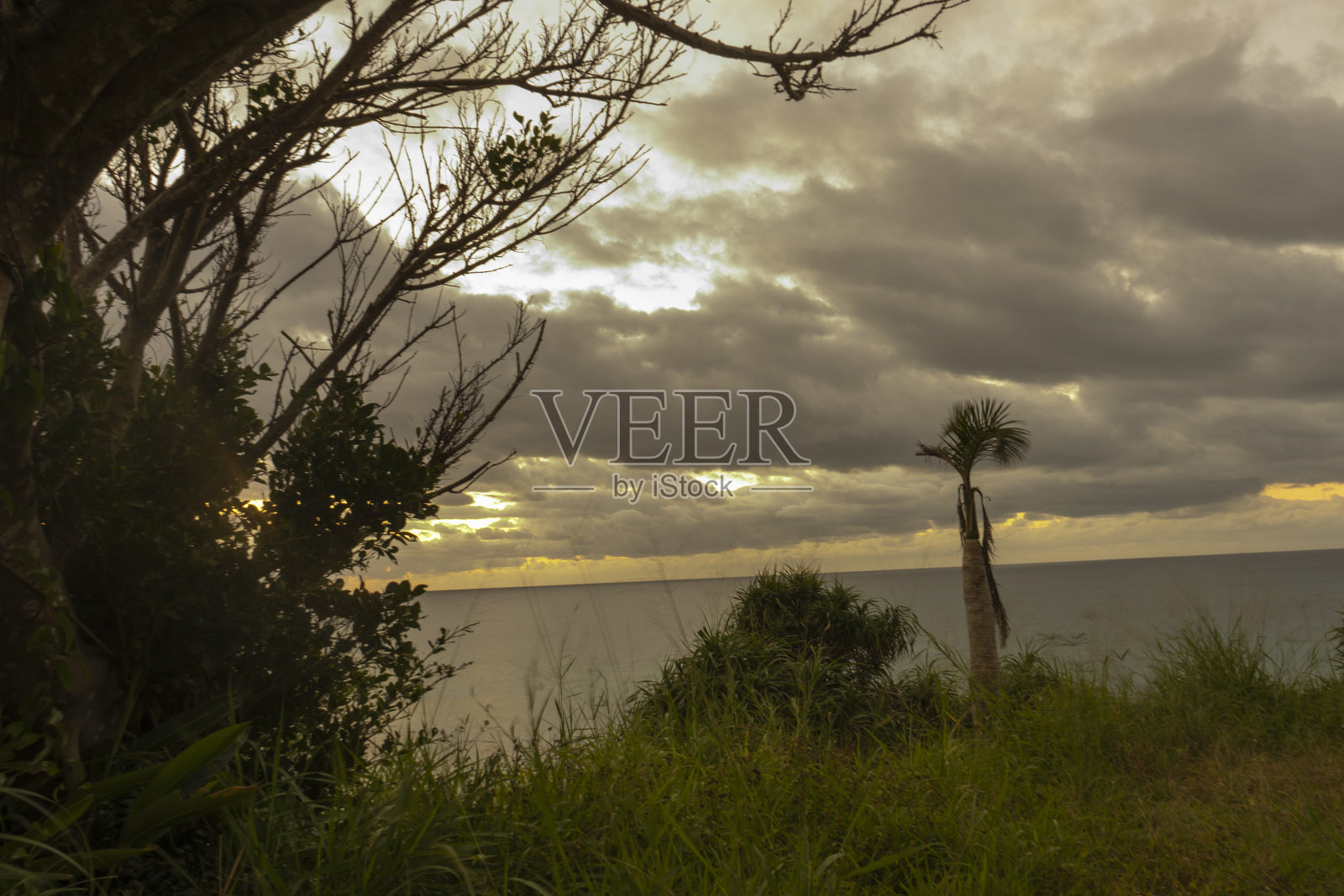 早晨的阳光和一棵棕榈树照片摄影图片