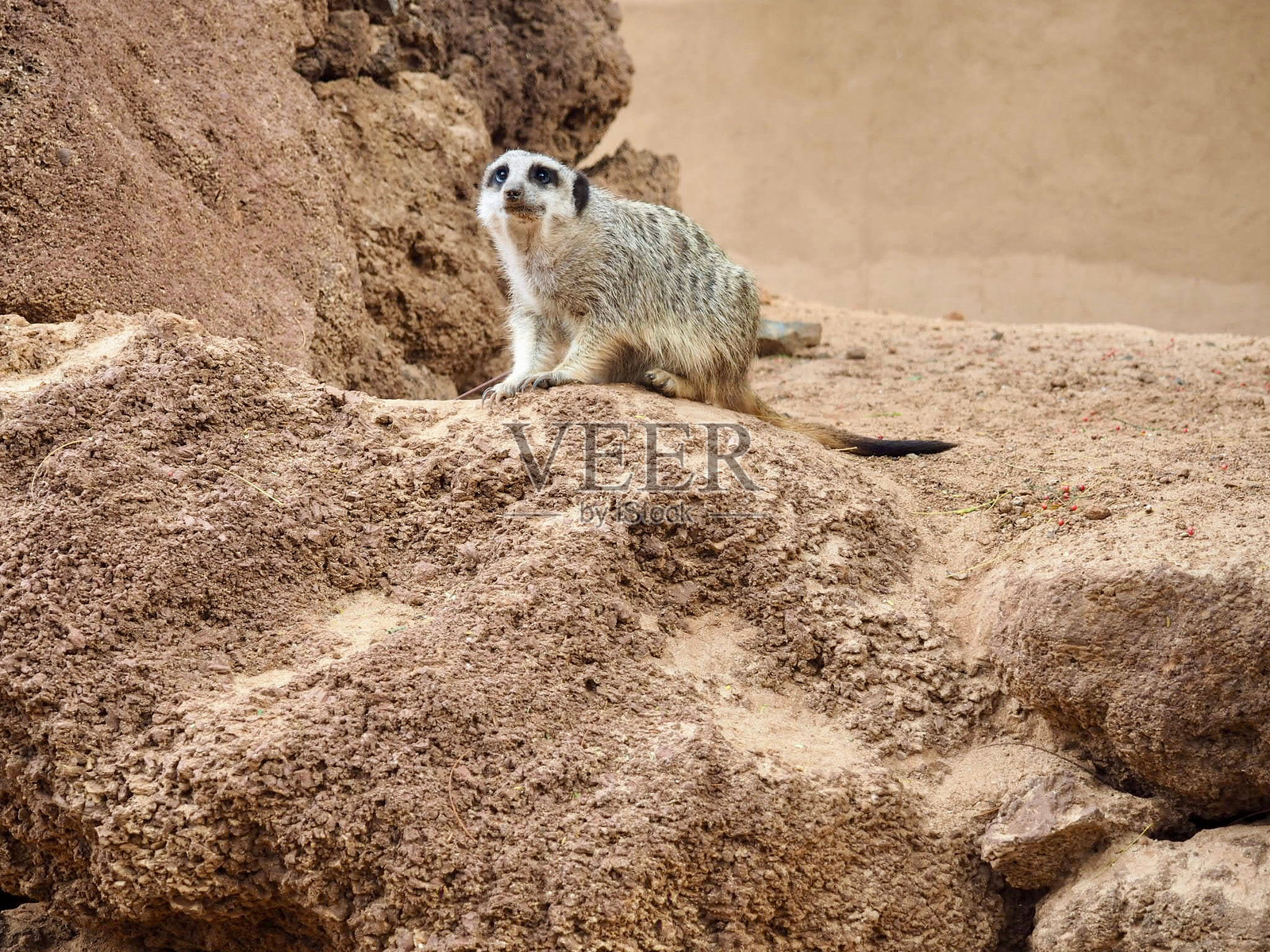阳光明媚的动物园里的岩石上的狐獴照片摄影图片