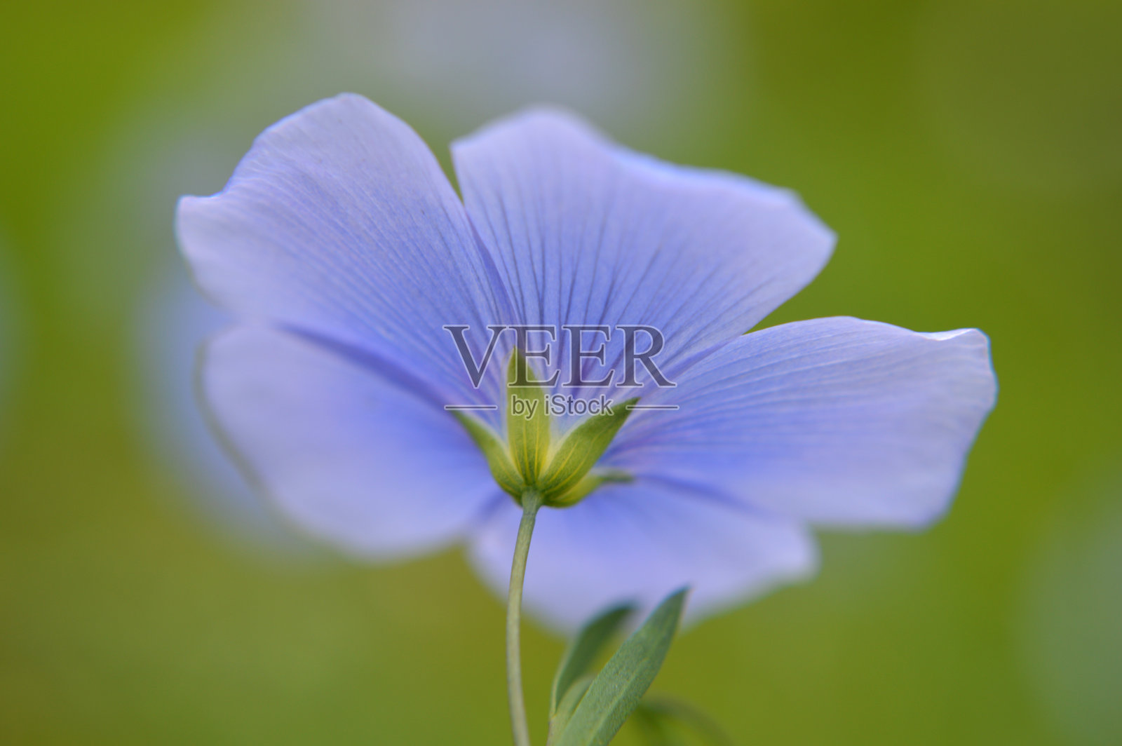 蓝色亚麻花的特写镜头照片摄影图片