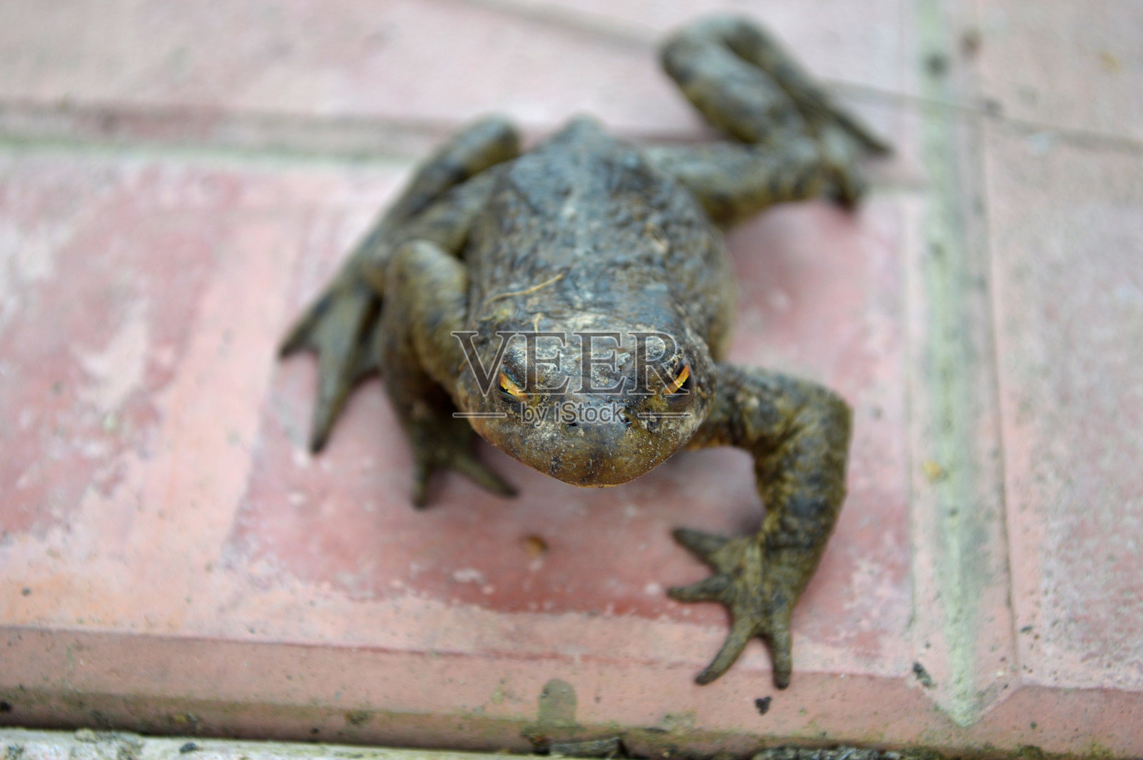 青蛙特写，凝视着前方照片摄影图片