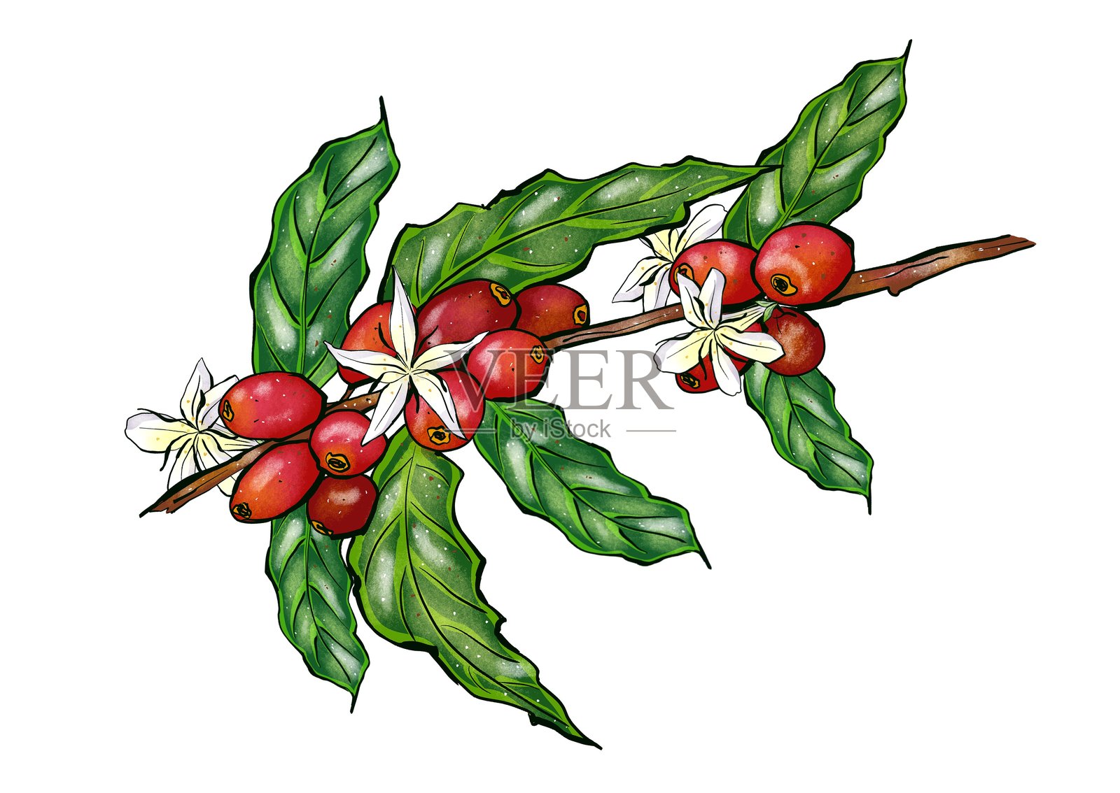 咖啡树枝上开着花朵和红色阿拉比卡咖啡豆。白色背景上的水彩插图，采用素描风格。适用于咖啡店、酒吧和餐厅的包装、纺织品和菜单设计。插画图片素材