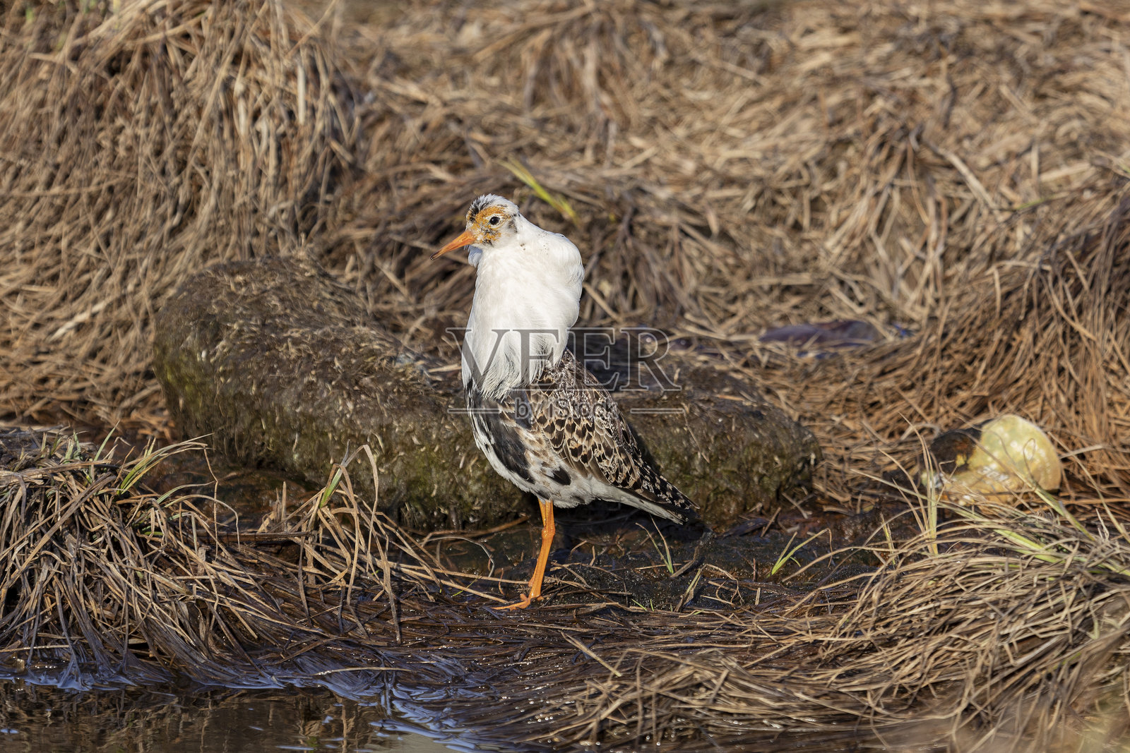 繁殖羽毛的雄性鲁夫鸟在湖边站立，特写镜头照片摄影图片
