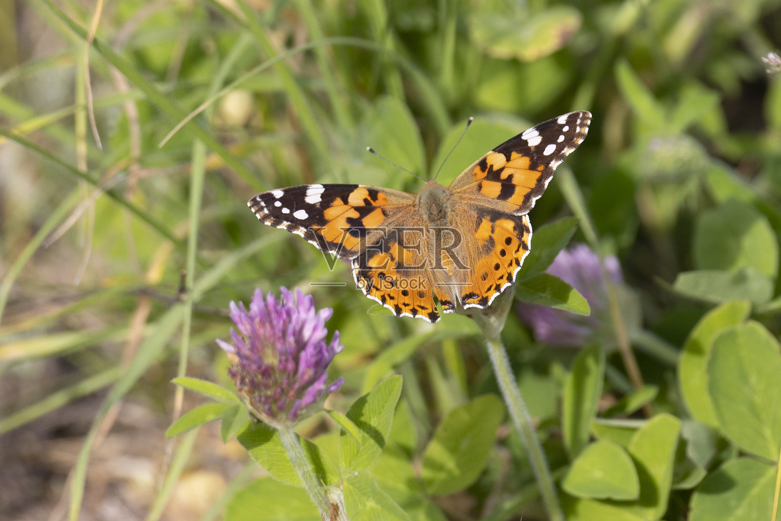 蝴蝶栖息在阳光明媚的夏日花朵上照片摄影图片