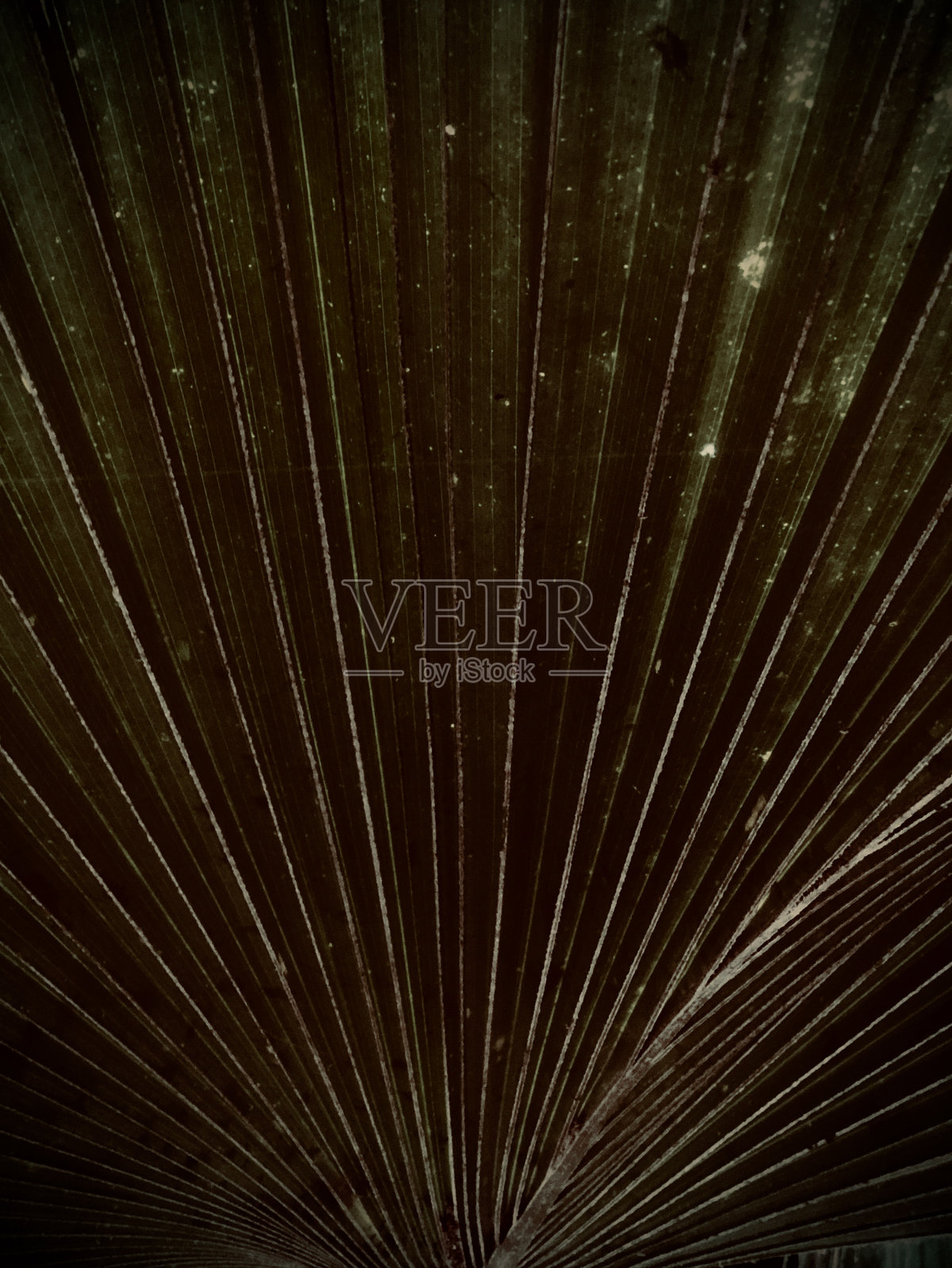 棕榈叶图案细节照片摄影图片