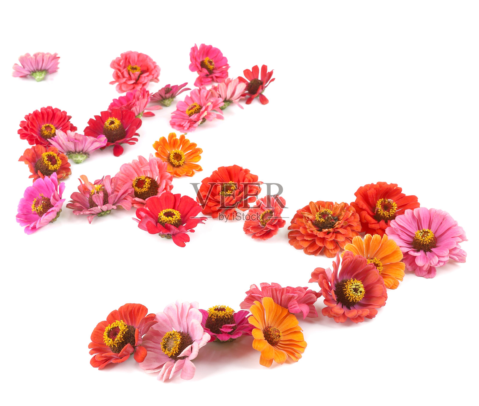 孤立在白色背景上的百日草花。照片摄影图片