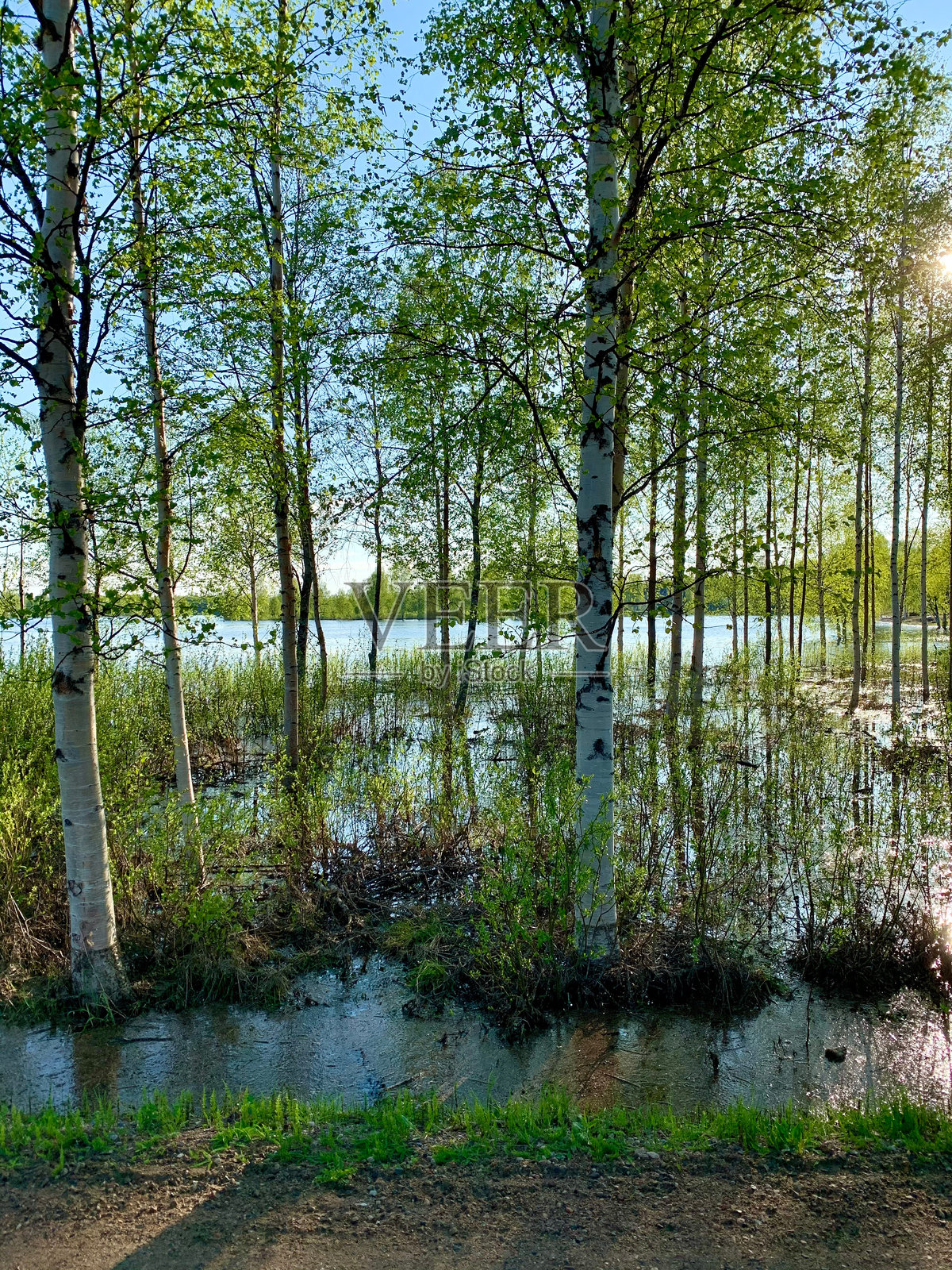 下午阳光下被淹没的桦树森林照片摄影图片