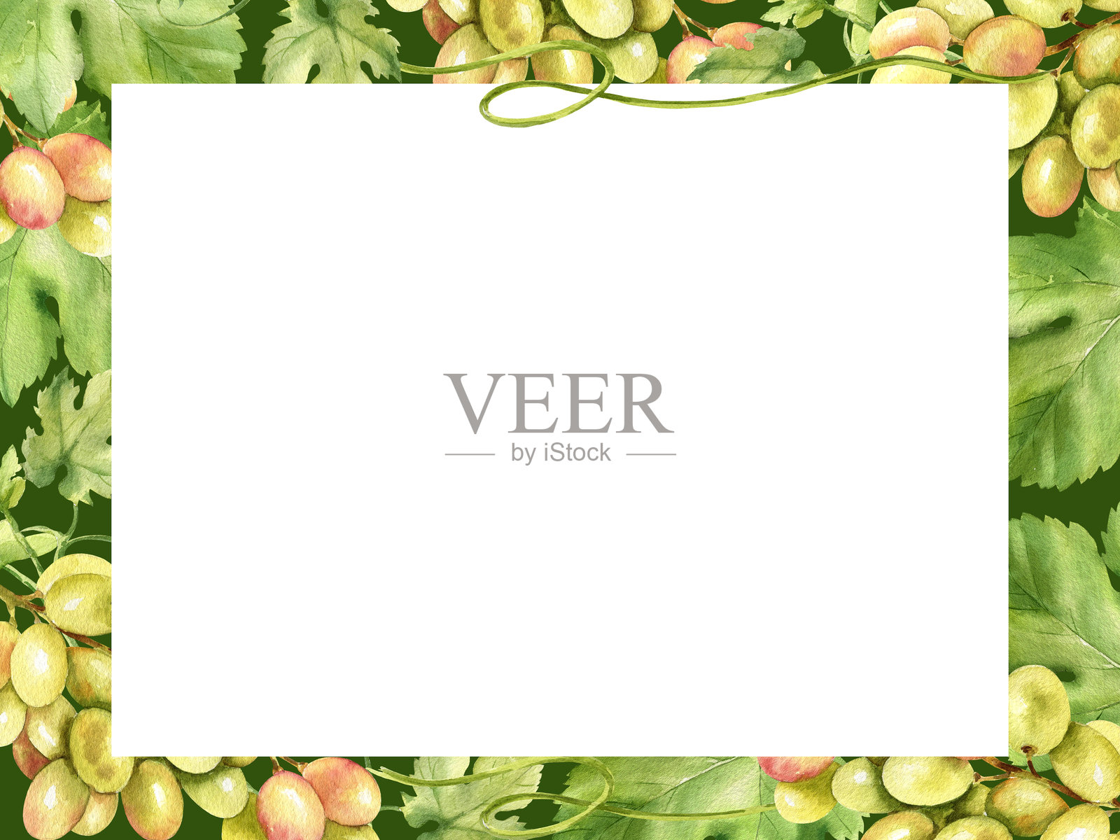 白色边框，水彩风格的葡萄枝和绿色叶子，新鲜的白色和粉色浆果，成熟的葡萄藤插图，适用于卡片的边框，食品和饮料主题，绿色背景。插画图片素材