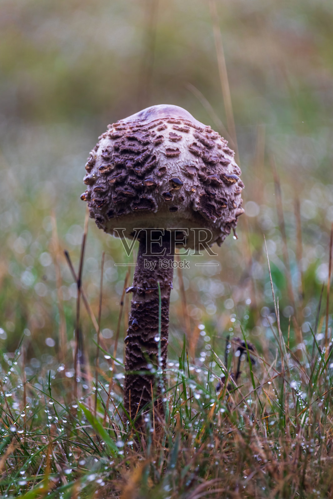 草地上生长的伞菌照片摄影图片